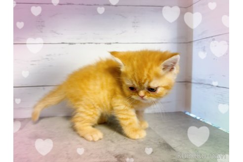 販売中の東京都のエキゾチックショートヘア-117480の2枚目