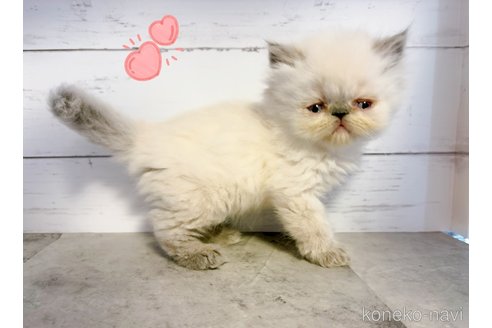 販売中の東京都のエキゾチックショートヘア-117482の5枚目