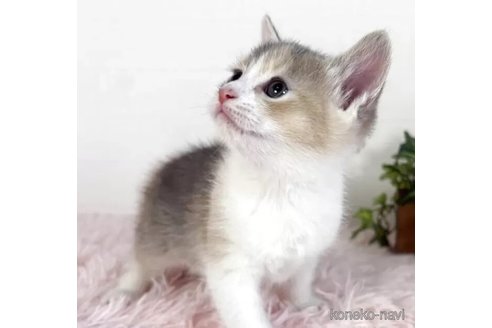 販売中の福島県のマンチカン-117484の2枚目