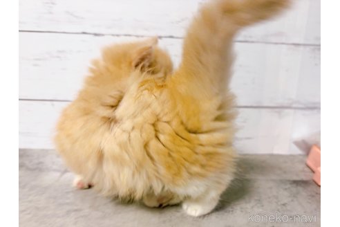 販売中の東京都のマンチカン(短足)-117488の4枚目