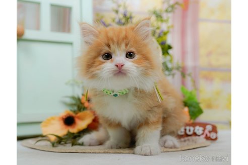 販売中の神奈川県のサイベリアン-117492の10枚目