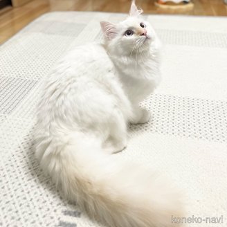販売中の愛知県のミヌエット-104398の1枚目