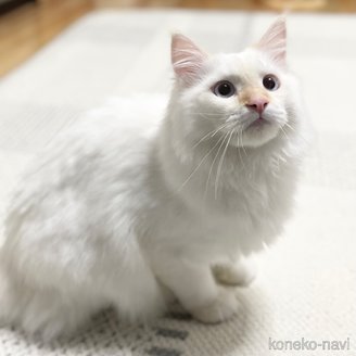 販売中の愛知県のミヌエット-104398の3枚目