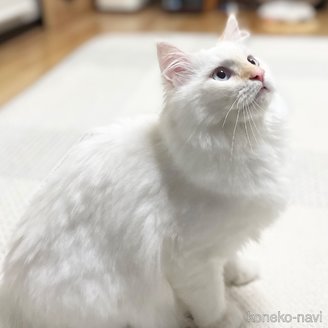 販売中の愛知県のミヌエット-104398の2枚目