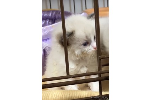 販売中の滋賀県のラグドール-117099の2枚目