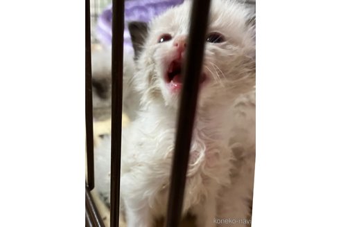 販売中の滋賀県のラグドール-117099の1枚目