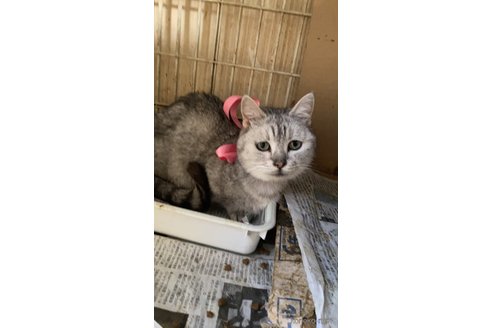 リリちゃん、またはシルキーちゃん❣️ちゃん1枚目
