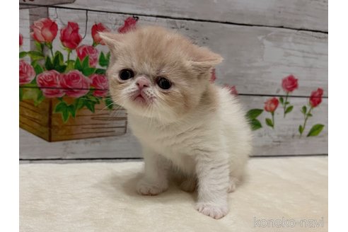 商談中の山梨県のエキゾチックショートヘア-117505の1枚目