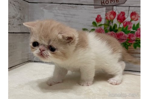 商談中の山梨県のエキゾチックショートヘア-117505の8枚目