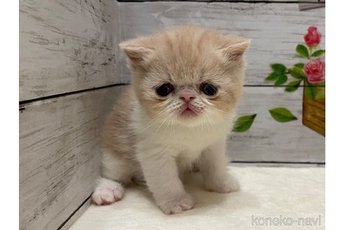 商談中の山梨県のエキゾチックショートヘア-117505の9枚目