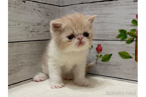 商談中の山梨県のエキゾチックショートヘア-117505の11枚目