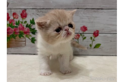 商談中の山梨県のエキゾチックショートヘア-117505の12枚目