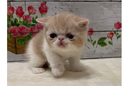 商談中の山梨県のエキゾチックショートヘア-117505の14枚目