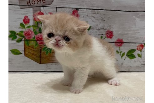 商談中の山梨県のエキゾチックショートヘア-117505の5枚目