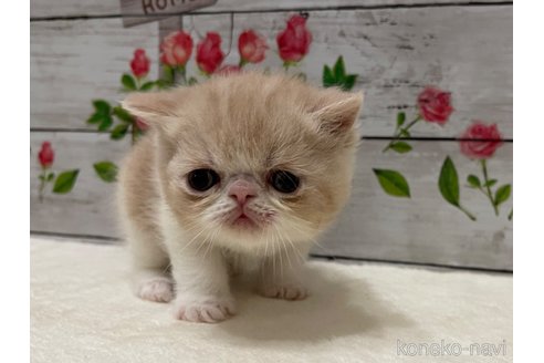 商談中の山梨県のエキゾチックショートヘア-117505の4枚目