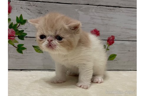 商談中の山梨県のエキゾチックショートヘア-117505の2枚目