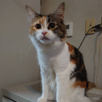 みいちゃん1枚目