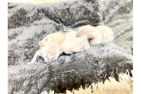 販売中の静岡県のベンガル-117510の4枚目