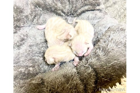 販売中の静岡県のベンガル-117510の1枚目