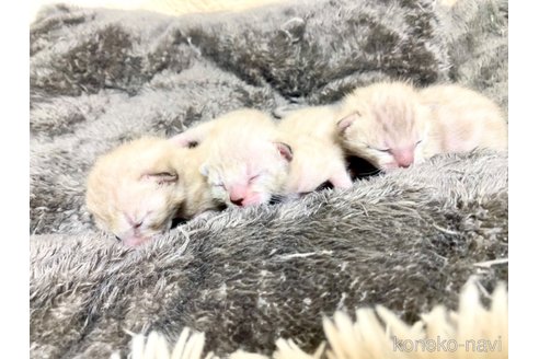 販売中の静岡県のベンガル-117510の5枚目