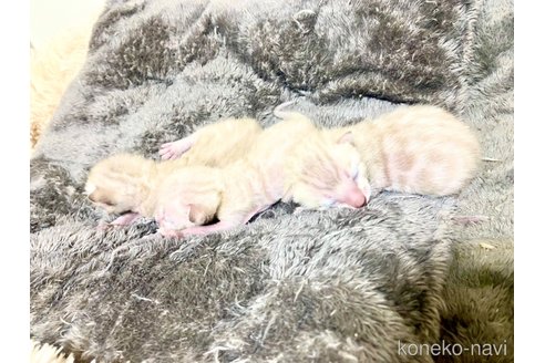 販売中の静岡県のベンガル-117510の2枚目