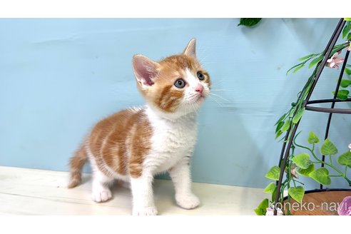 販売中の埼玉県のマンチカン-116406の3枚目