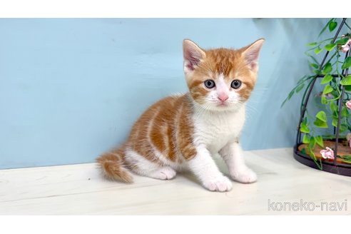 販売中の埼玉県のマンチカン-116406の4枚目