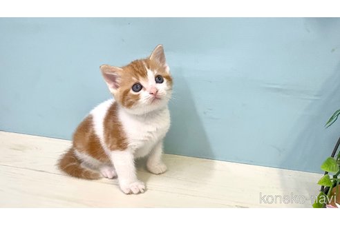 販売中の埼玉県のマンチカン-116413の4枚目