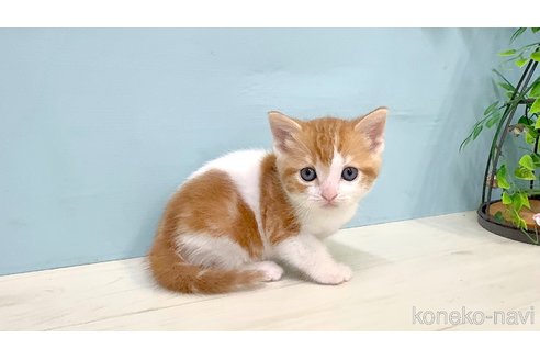 販売中の埼玉県のマンチカン-116413の5枚目