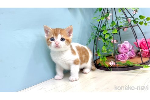 販売中の埼玉県のマンチカン-116413