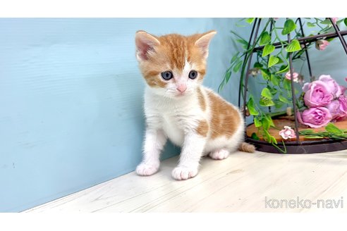 販売中の埼玉県のマンチカン-116413の2枚目