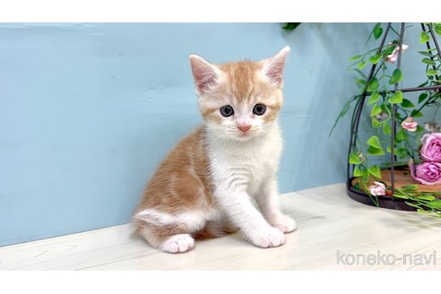 販売中の埼玉県のマンチカン-116407の2枚目