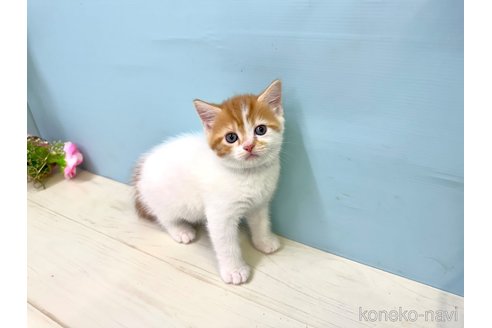 販売中の埼玉県のマンチカン-116409の2枚目