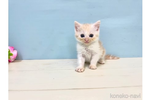 販売中の埼玉県のマンチカン-116412の4枚目