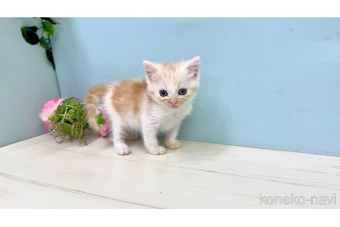 販売中の埼玉県のマンチカン-116412の2枚目