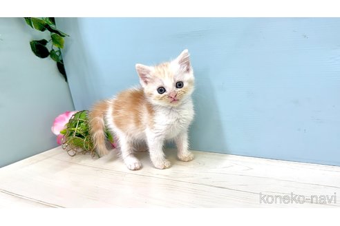 販売中の埼玉県のマンチカン-116412