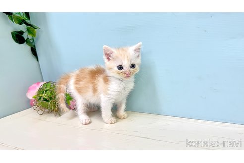 販売中の埼玉県のマンチカン-116412の3枚目