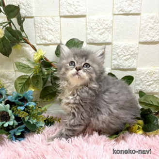 販売中の埼玉県のスコティッシュフォールド-117570の1枚目
