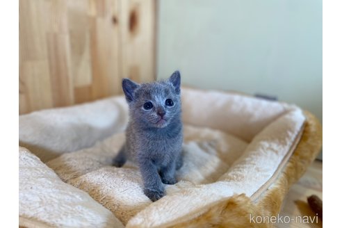 販売中の長野県のロシアンブルー-117573の8枚目
