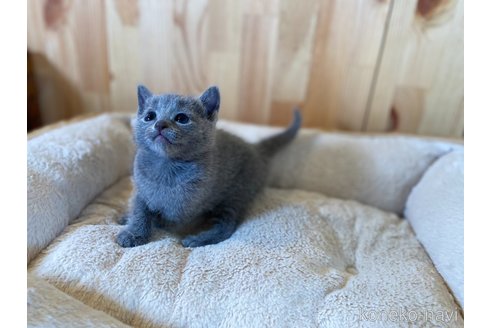 販売中の長野県のロシアンブルー-117573の3枚目