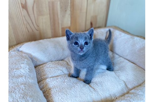 販売中の長野県のロシアンブルー-117573の15枚目