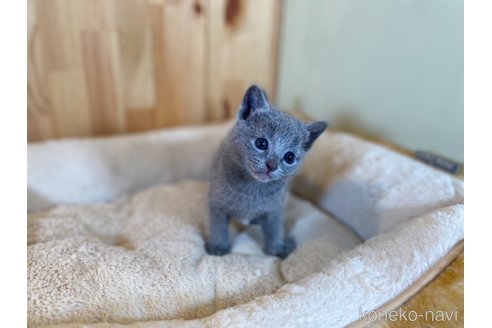 販売中の長野県のロシアンブルー-117573の4枚目