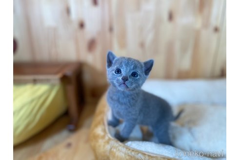 販売中の長野県のロシアンブルー-117575の3枚目