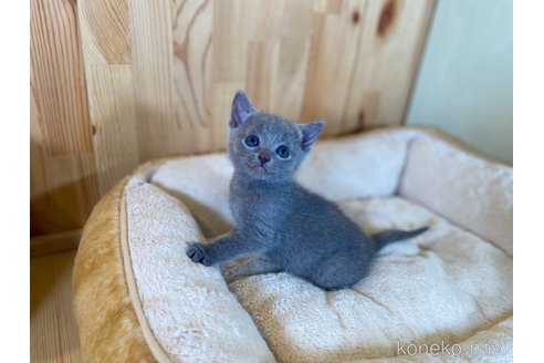 販売中の長野県のロシアンブルー-117576の2枚目