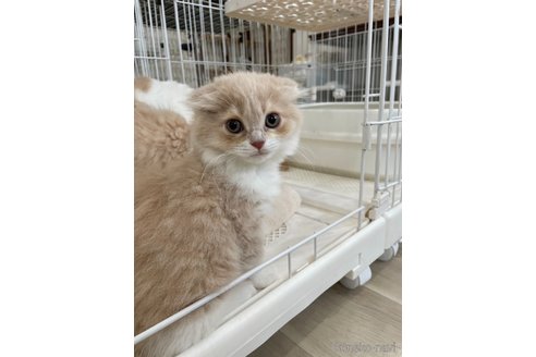 販売中の愛知県のスコティッシュフォールド(折れ耳)-117577の9枚目