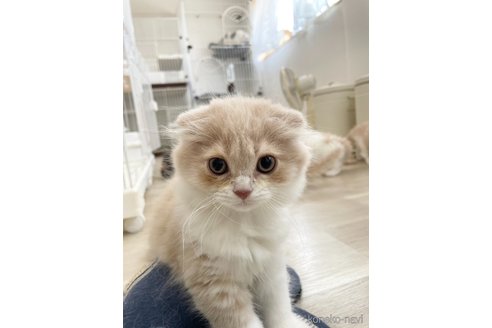 販売中の愛知県のスコティッシュフォールド(折れ耳)-117577の11枚目