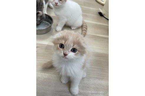 販売中の愛知県のスコティッシュフォールド(折れ耳)-117577の2枚目