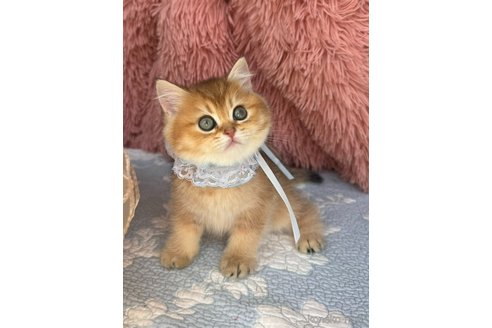 販売中の群馬県のブリティッシュショートヘア-117579の6枚目
