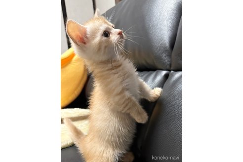販売中の埼玉県のミヌエット(短足)-117583の4枚目