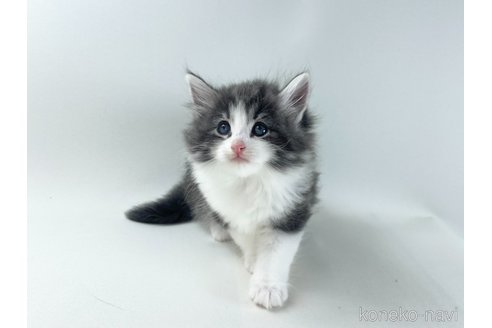 販売中の福岡県のノルウェージャンフォレストキャット-117625の10枚目